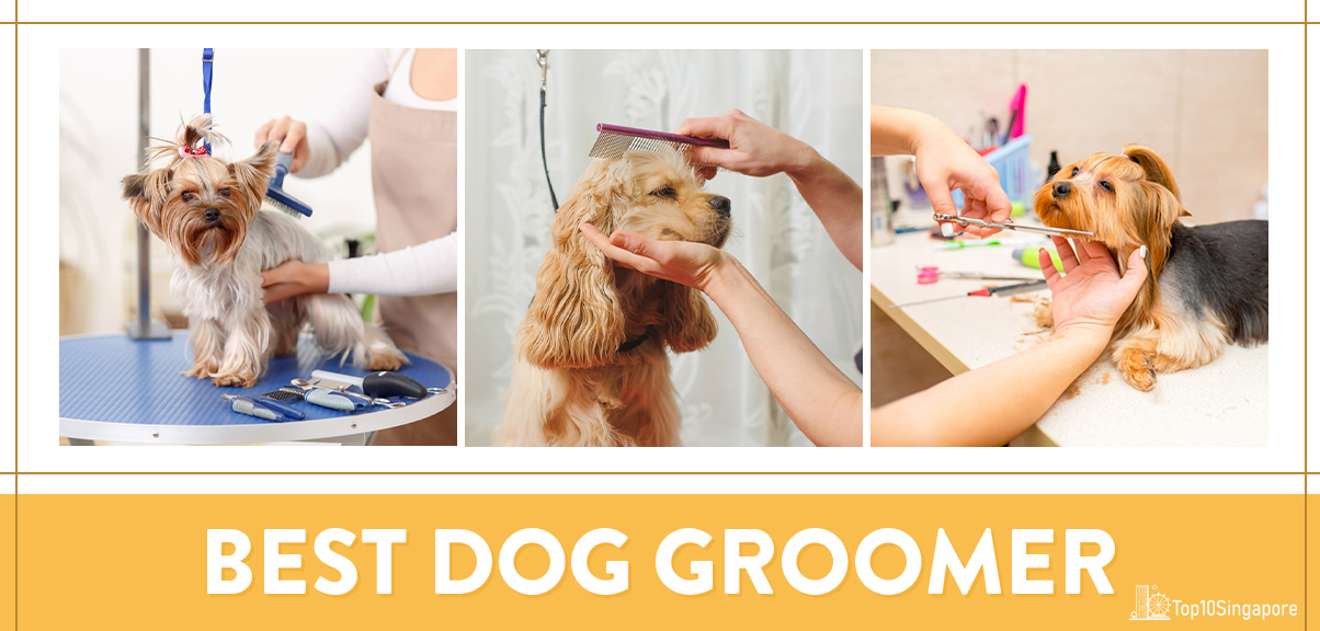 Best Dog Groomer Singapore BEST 10 SINGAPORE